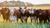 MLA: Five top tips for better business in the red meat industry