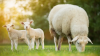 Australian lamb and mutton dominate global markets