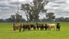 Australian beef producers hoping to expand operations