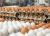 Mexico produces 99.9 percent of the eggs for its own market