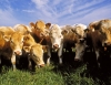 Australia: Female slaughter rate driving herd growth