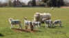 UK: 2024 Lamb production outlook