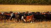 Cargill acquires full ownership of Australian beef business