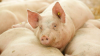 AHDB: UK pork imports eased in 2025 despite external influences