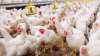 Bird flu devastates 7.4 million Pennsylvania chickens in a month
