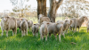 Australia: Tighter supply expected as national sheep flock set to decline in 2026
