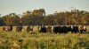 ABS data confirms strong start to 2026 for beef production