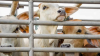 Indonesia Live Cattle Industry Taskforce to strengthen key market for Australian producers