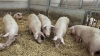 Tesco expands Sustainable Pig Group in much-needed boost to pig sector