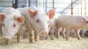 Study quantifies how red meat exports boost domestic feed demand for corn and soybeans