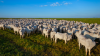 China recognises Brazil as foot-and-mouth disease free, lifts bans