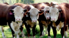 Australia: Sharp rebound for May cattle prices